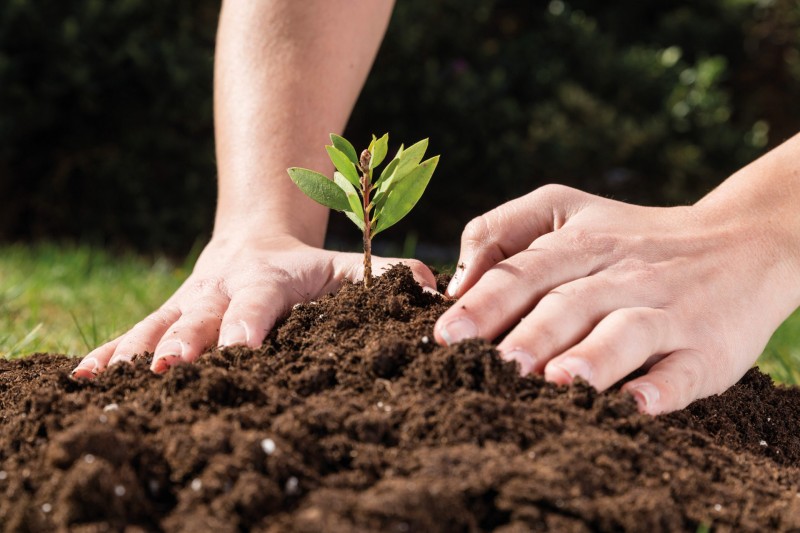 Cultivo sustentável